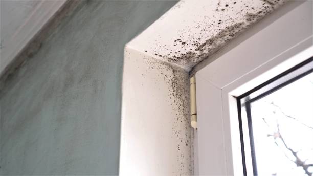 Best Attic Mold Removal  in Gas City, IN