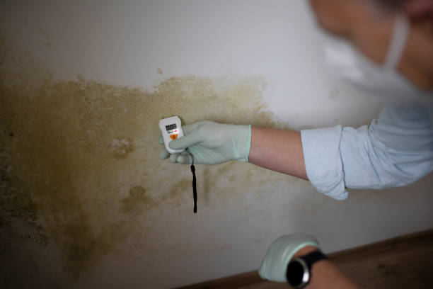 Best Residential Mold Removal  in Gas City, IN