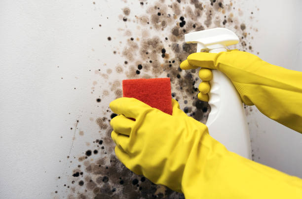 Best Mold Remediation  in Gas City, IN