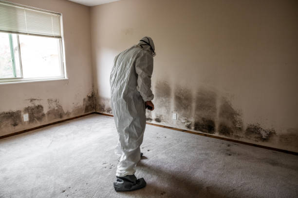 Best Crawl Space Mold Removal  in Gas City, IN